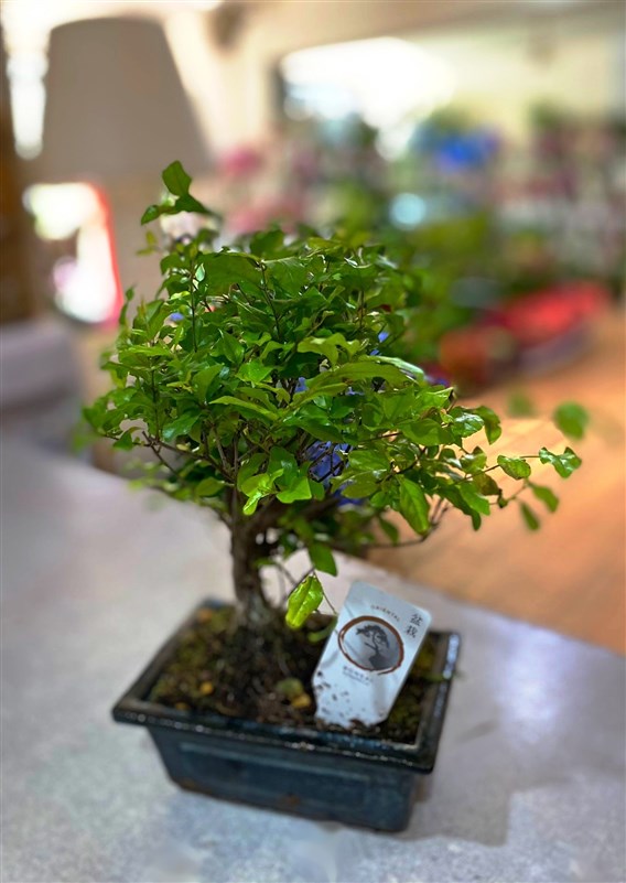 bonsai-1934-30-cm