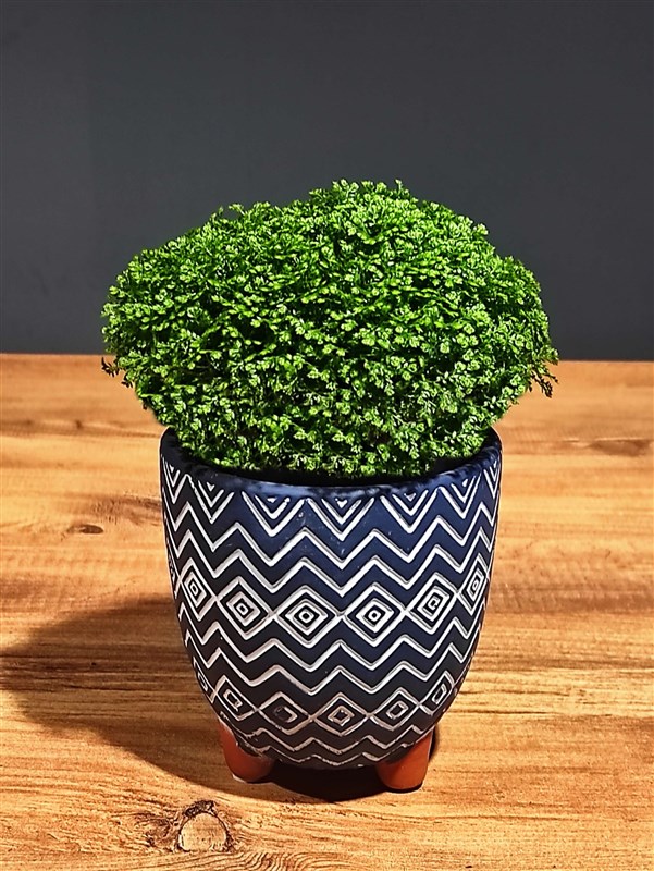 dekoratif-beton-saksili-arap-saci-bitkisi