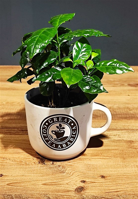 kahve-agaci-sinirli-sayida-2