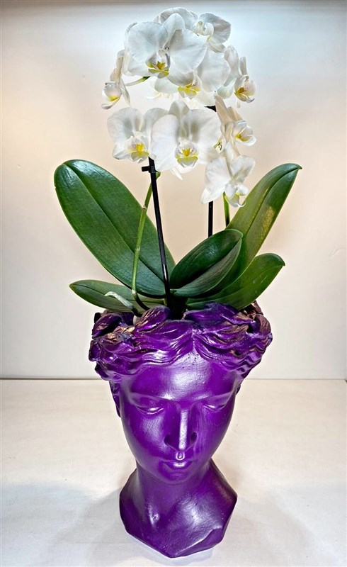 helen-saksili-beyaz-orkide