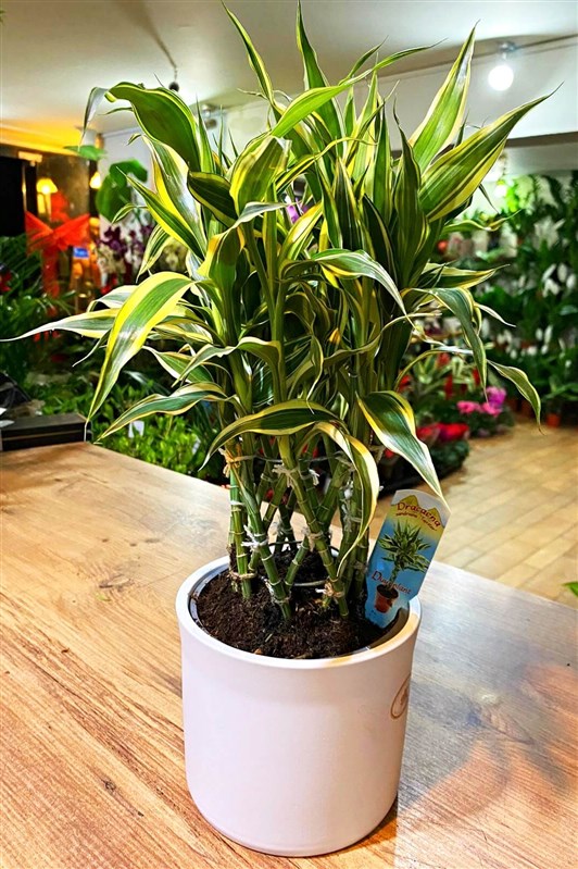 tropik-dracena-bambu-en