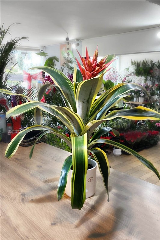 tillandsia-bromelia-seramik-saksili-en