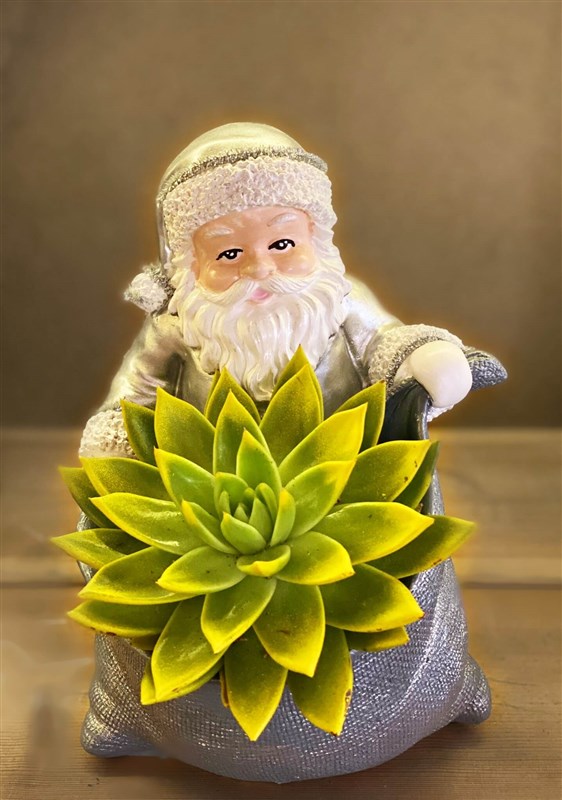 santa-claus-ve-canli-sukulent-buyuk-boy