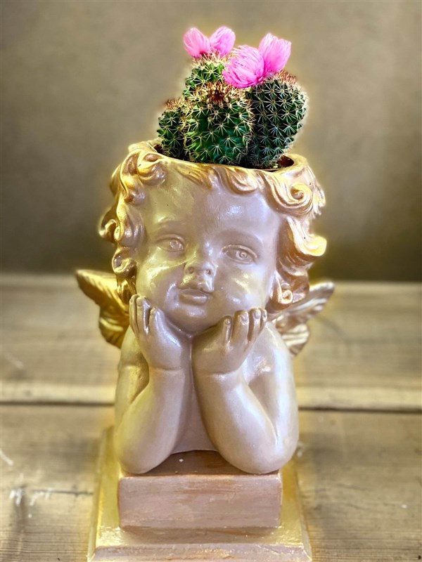 melek-ve-rainbow-kaktus