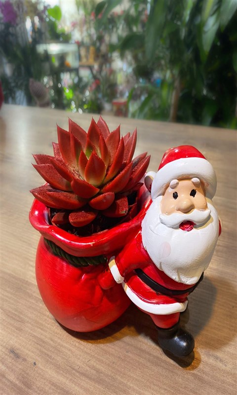 noel-baba-ve-red-sukulent