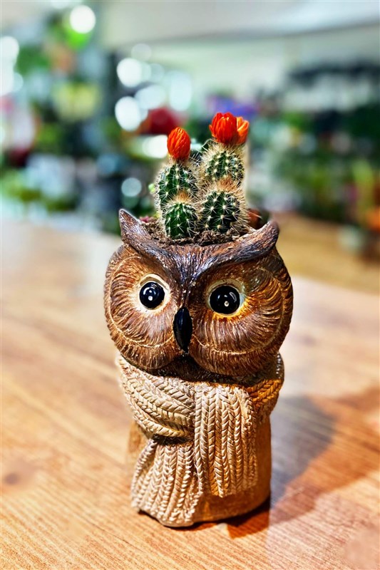 sevimli-atkili-baykus-ve-kaktus-en