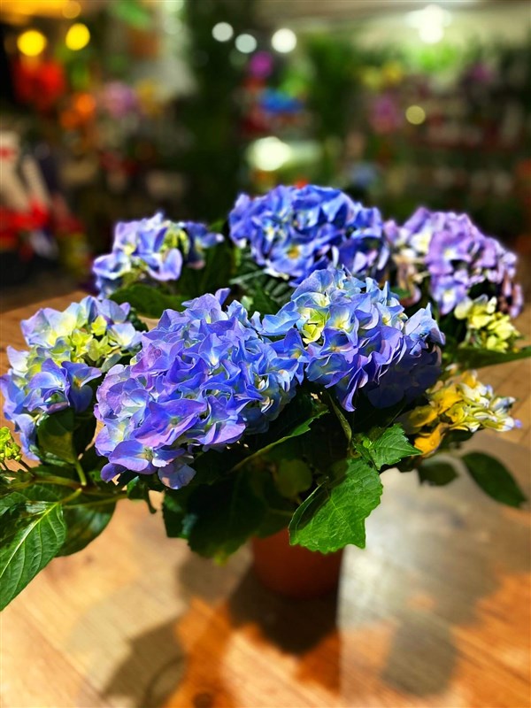 ortans-yeni-mart-2023