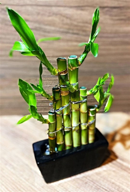 sans-bambusu-mart-2023