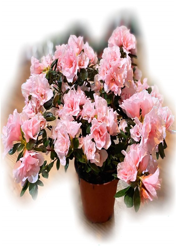 acelya-mevisimi-pembe