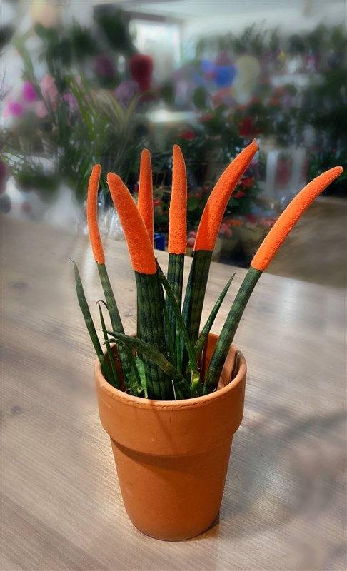 sanseveria-pasa-kilici-en