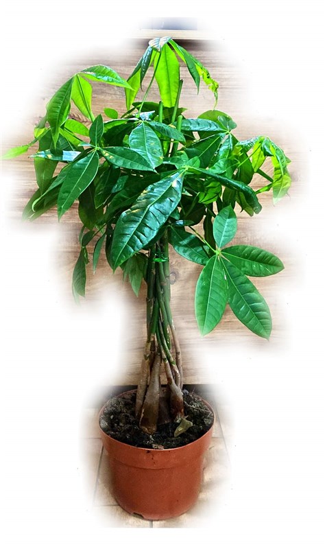 pachira-50-cm-seramikli