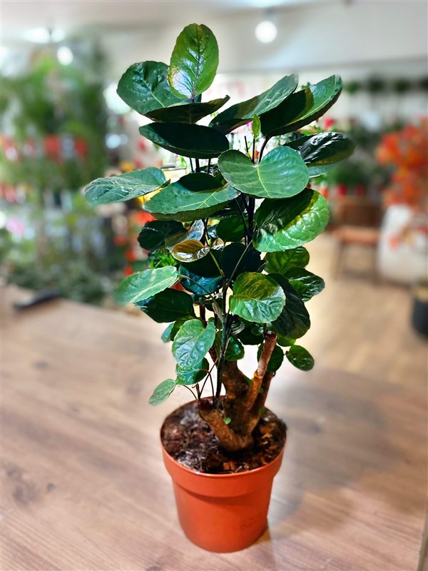 hoya-polystachya-125-cm