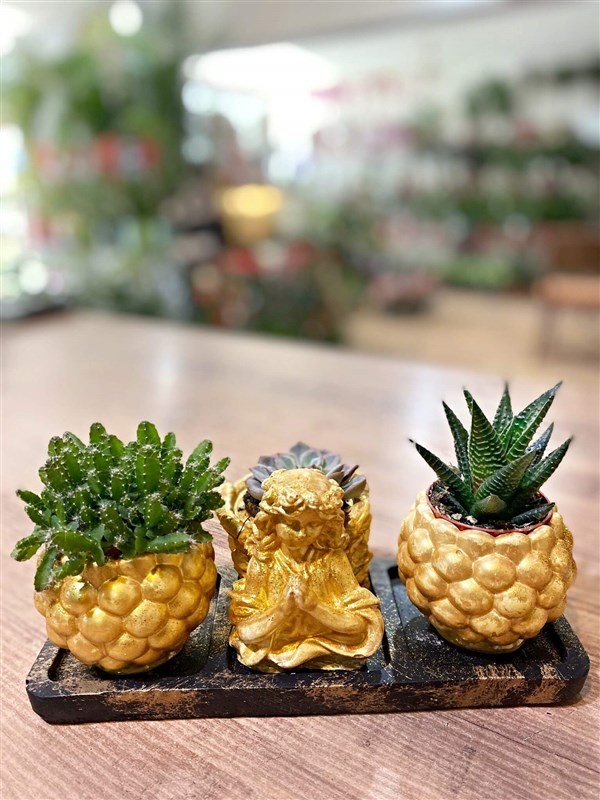 angel-uclu-kaktus-seti