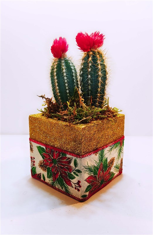 new-year-2024-cactus