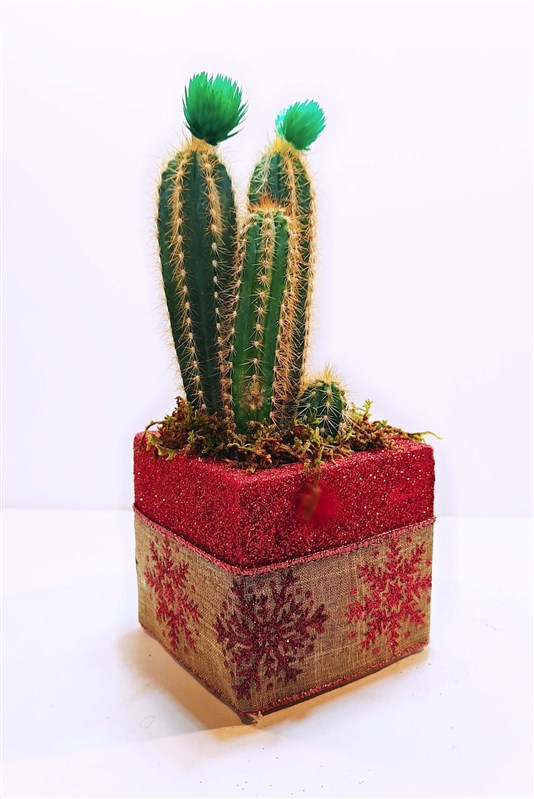 new-year-2024-cactus-cyprus