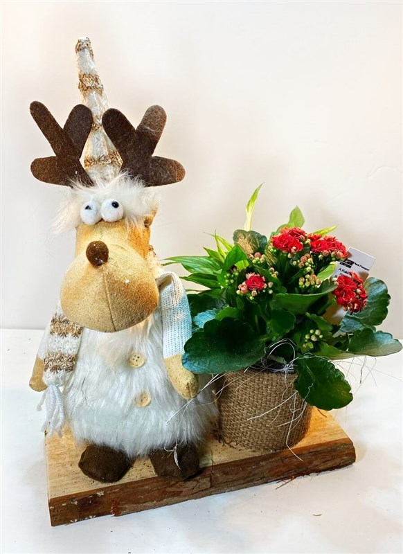 ren-geyigi--galanco-saksi-bitkisi-canli