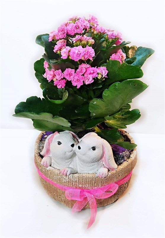 dokum-saksida-galanco-bitkisi