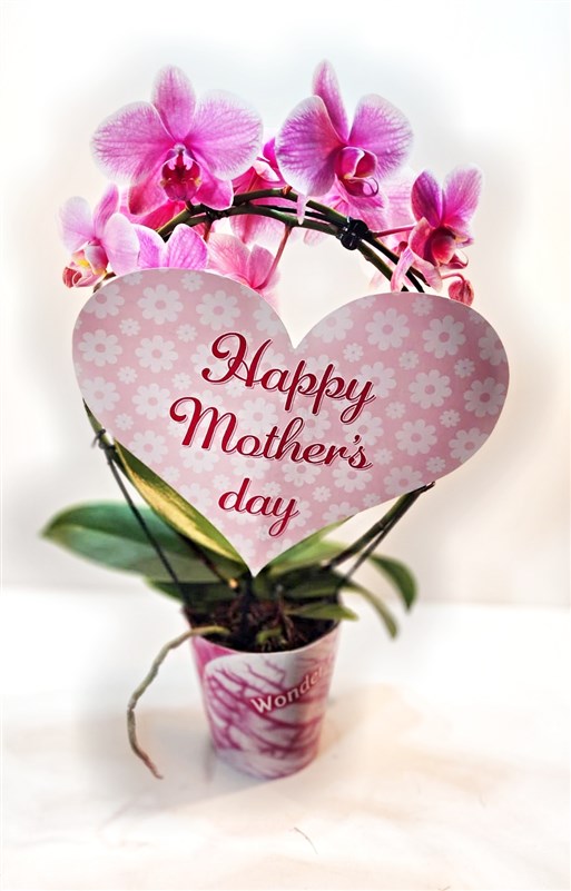 anneler-gunu-ozel-kalp-orkide-sinirli-sayida