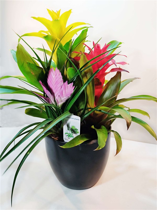 guzmanya-potpori-ozel-saksisiyla