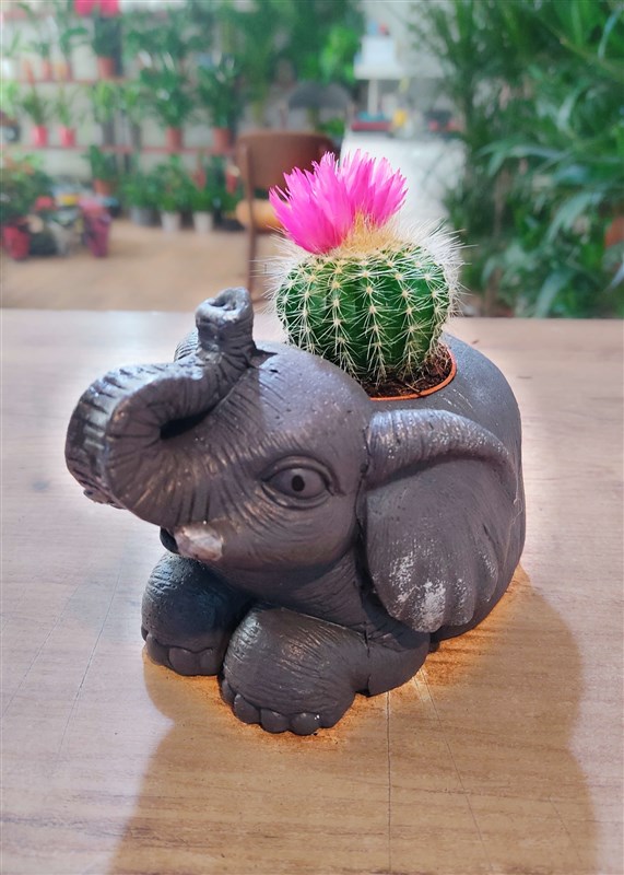 masa-ustu-sans-fili-ve-canli-kaktus