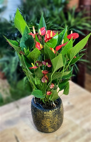 Anthurium (Large Size in Ceramic Pot) | www.filizcicek.com