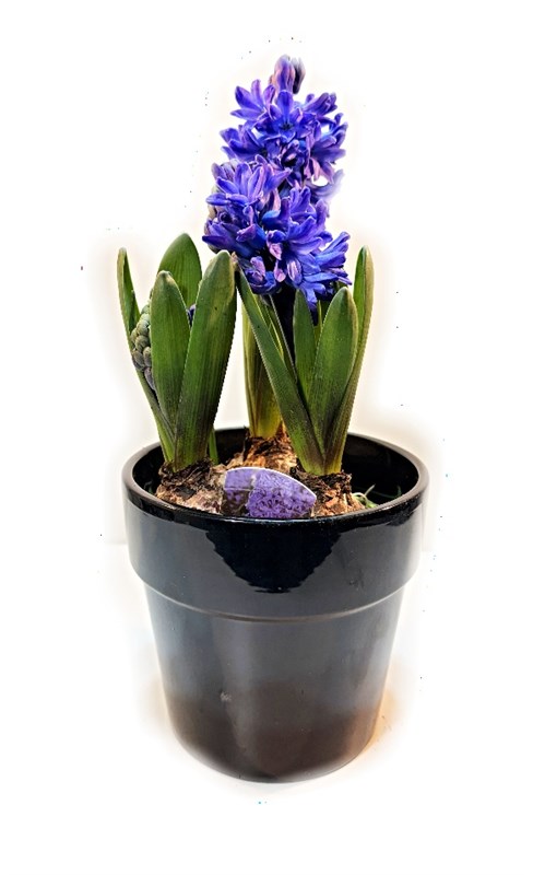 mor-sumbul--3-soganli-ve-seramik-saksili