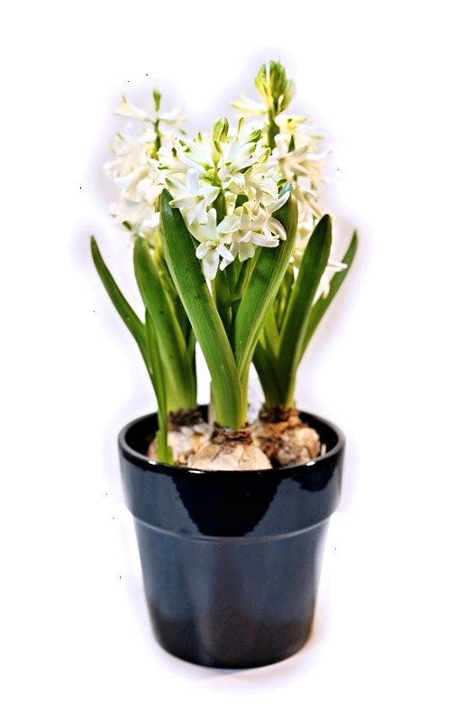 beyaz-sumbul-saksili-yeni-acmis