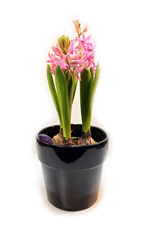 pembe-sumbul--3-soganli-ve-seramik-saksili