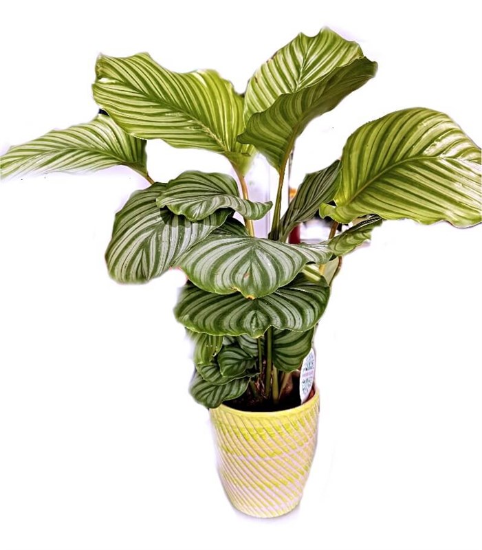 maranta-calathea-galetya