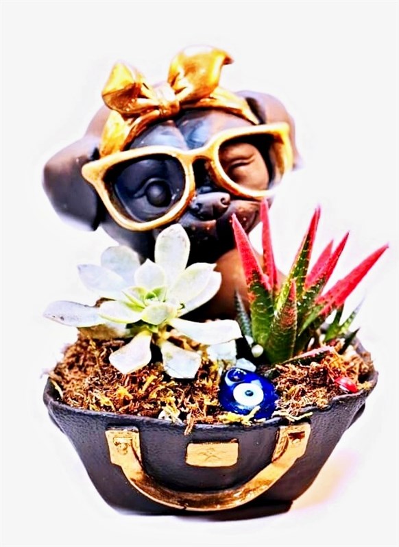 guzel-gunlerimize---canli-sukulent-bitkiler-buyuk-boy--en