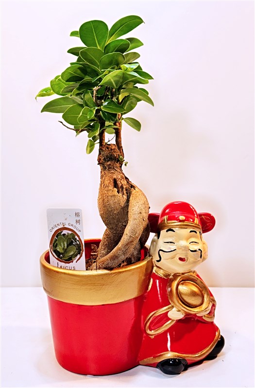bonsai-akasaki-seramik-saksili-en