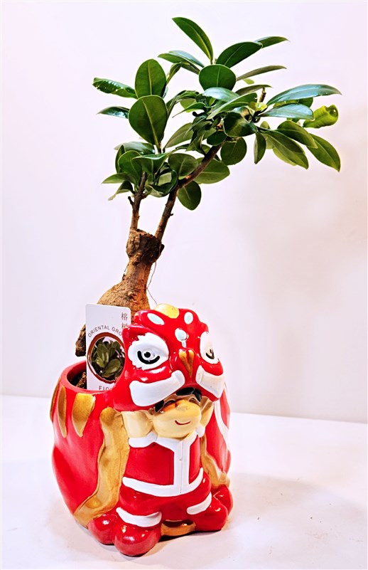 bonsai-nakamura-seramik-saksili