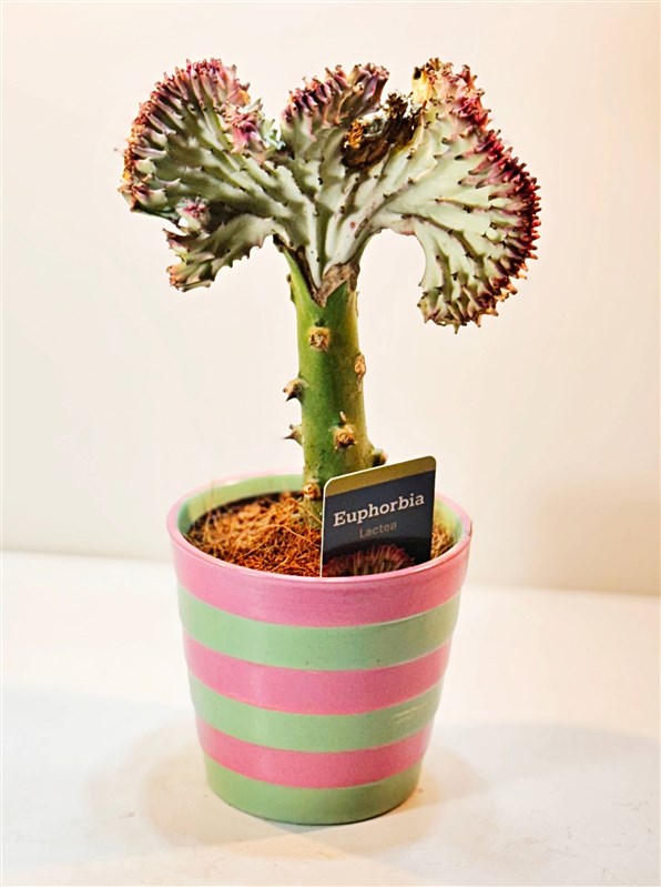 euphorbia-lactea-cristata-30-cm