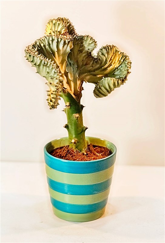 euphorbia-lactea-cristata-2-30-cm