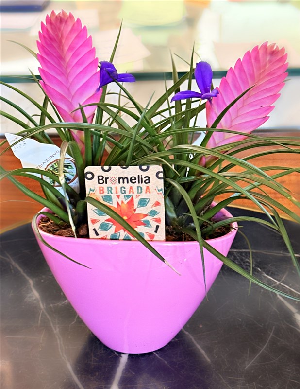 tilandsia-seramik-kup-icinde-orjinal-saksisi-ile