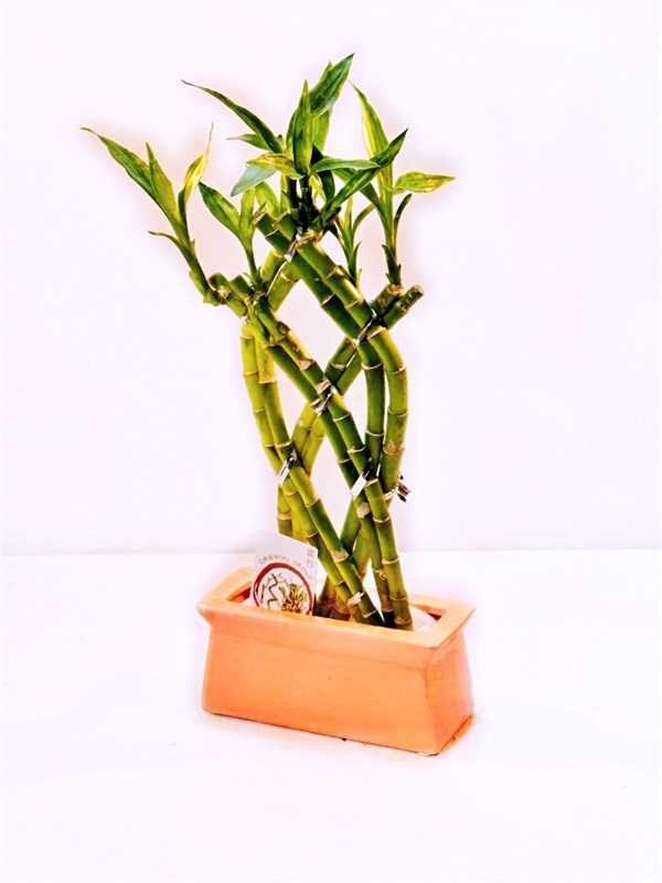 bambu-orgulu-35-cm-en