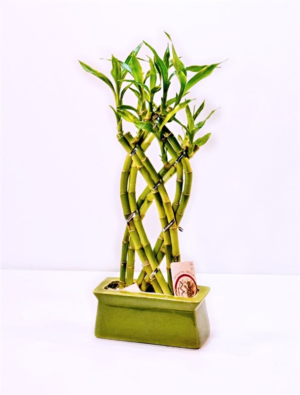 bambu-orgulu-ii-35-cm-en