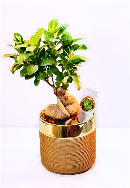 bonsai-ficus-seramik-saksili-en