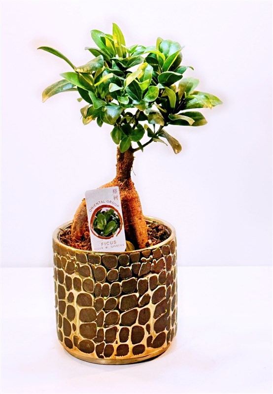bonsai-ficus-35-cm-seramik-saksili-en