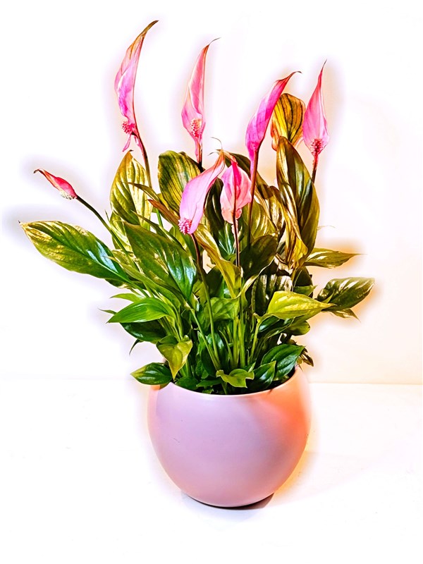 seramik-saksili-pembe-renk-spatafilyum-50-cm