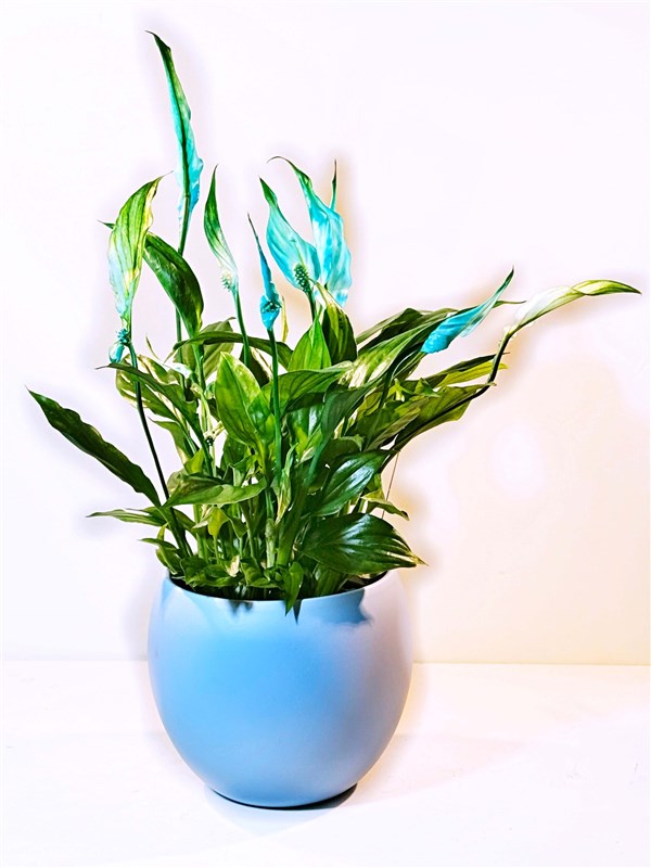 seramik-saksili-mavi-renk-spatafilyum-50-cm