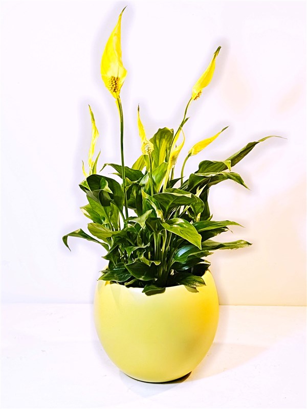 seramik-saksili-sari-renk-spatafilyum-50-cm