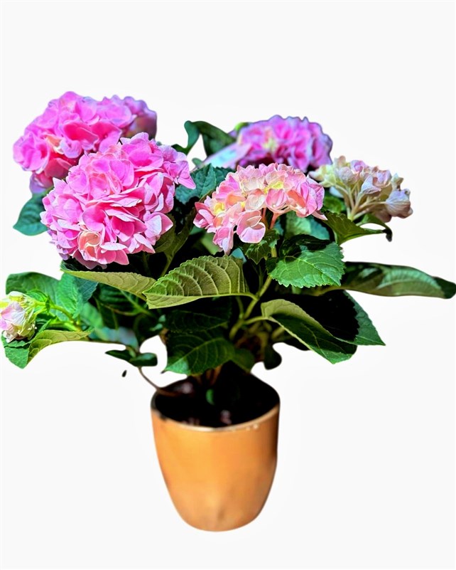 pembe-ortans-buyuk-boy-altin-rengi-seramaik-saksili