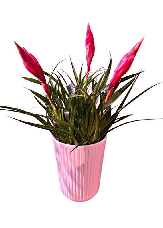 bromelia-dekoratif-saksili