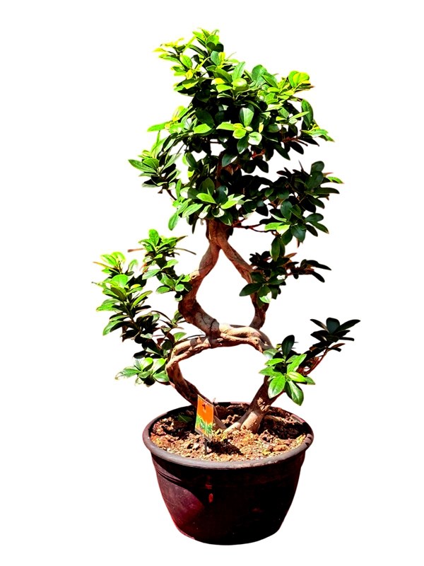 bonsai-rich-115-cm