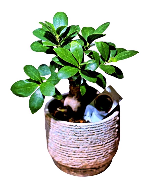 bonsai-dogal-tas-saksili