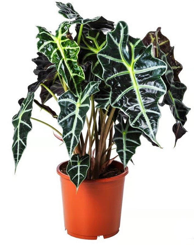 alocasia