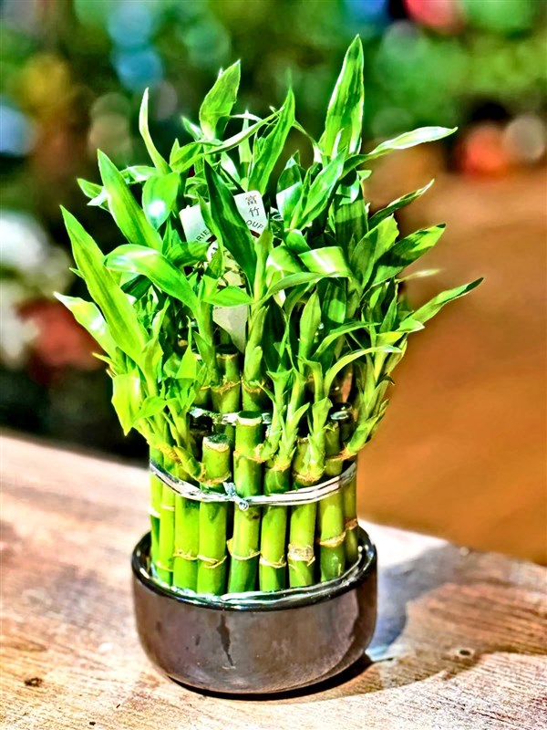 sans-bambusu-yeni-buyuk-boy