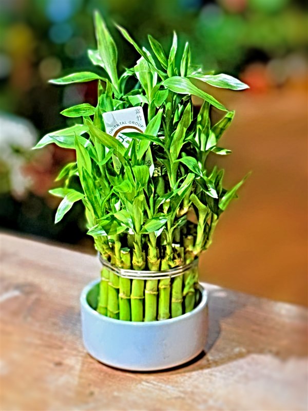 sans-bambusu-yeni-ii-buyuk-boy