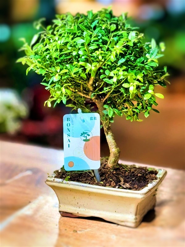 ficus-bonsai-mount